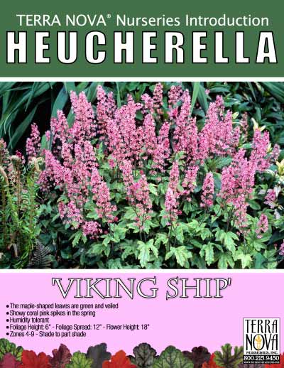 Heucherella 'Viking Ship' - Product Profile