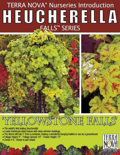Heucherella 'Yellowstone Falls' - Product Profile