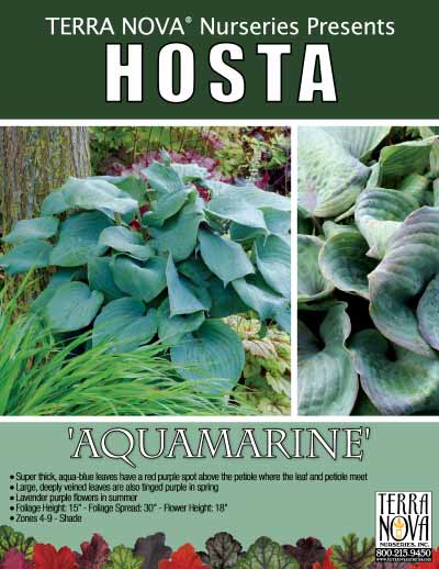 Hosta 'Aquamarine' - Product Profile