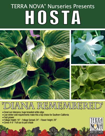 Hosta 'Diana Remembered' - Product Profile