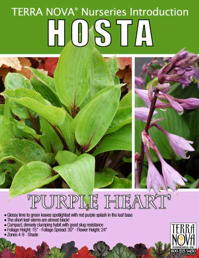 Hosta 'Purple Heart' - Product Profile