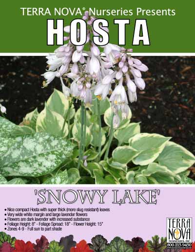 Hosta 'Snowy Lake' - Product Profile