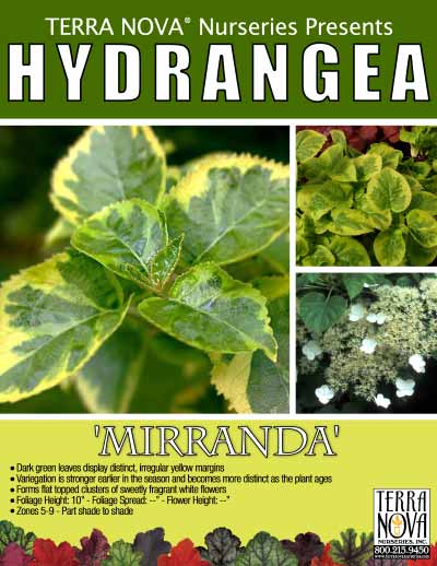 Hydrangea 'Mirranda' - Product Profile