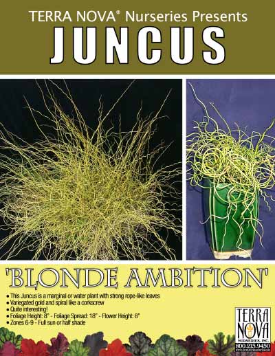 Juncus 'Blonde Ambition' - Product Profile