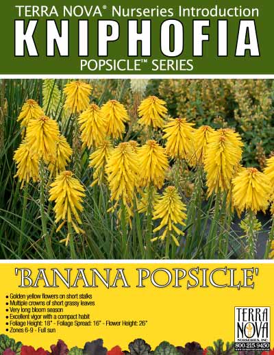 Kniphofia 'Banana Popsicle' - Product Profile
