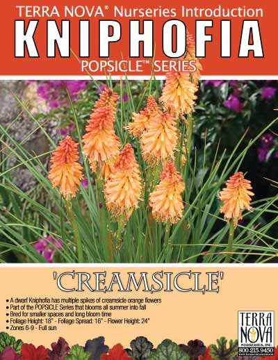 Kniphofia 'Creamsicle' - Product Profile