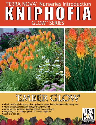 Kniphofia 'Ember Glow' - Product Profile