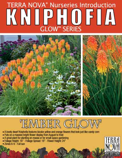 Kniphofia 'Ember Glow' - Product Profile