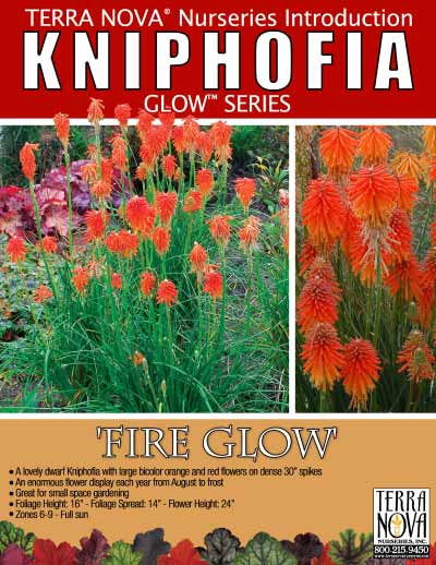 Kniphofia 'Fire Glow' - Product Profile