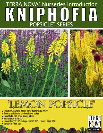 Kniphofia 'Lemon Popsicle' - Product Profile