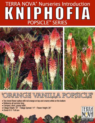 Kniphofia 'Orange Vanilla Popsicle' - Product Profile