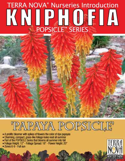 Kniphofia 'Papaya Popsicle' - Product Profile