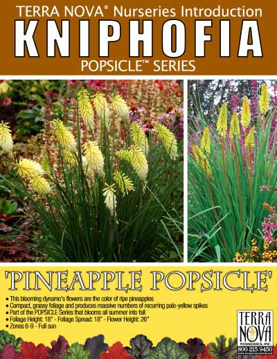 Kniphofia 'Pineapple Popsicle' - Product Profile