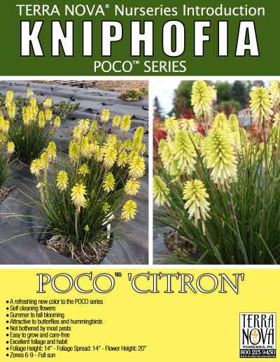 Kniphofia POCO™ 'Citron' - Product Profile