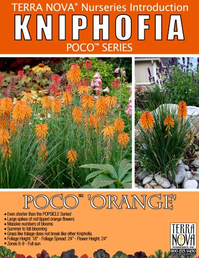 Kniphofia 'Poco Orange' - Product Profile