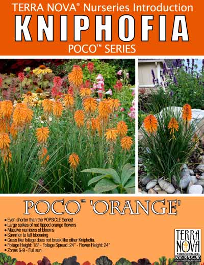 Kniphofia POCO™ 'Orange' - Product Profile