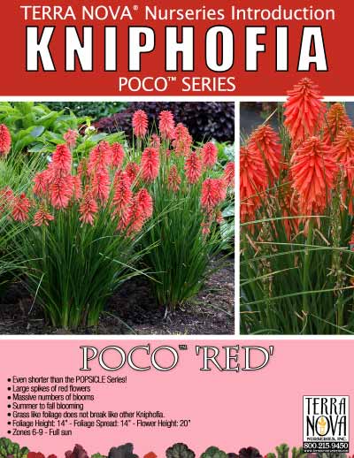 Kniphofia POCO™ 'Red' - Product Profile