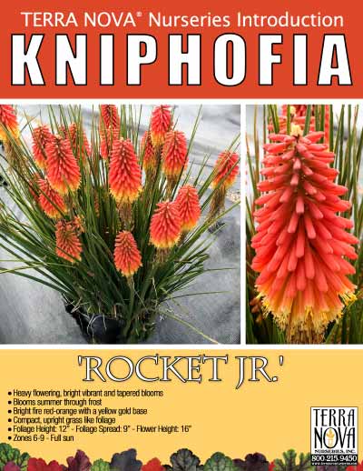 Kniphofia 'Rocket Jr.' - Product Profile