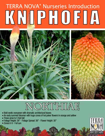 Kniphofia northiae - Product Profile