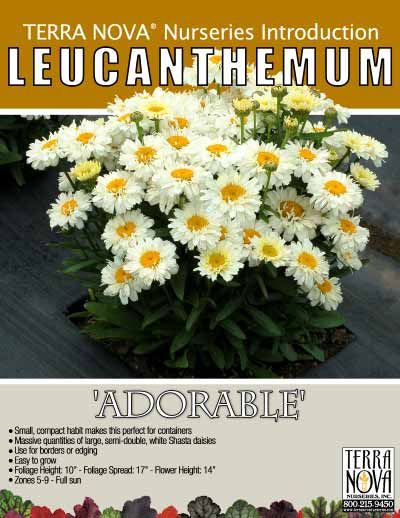 Leucanthemum 'Adorable' - Product Profile