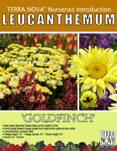 Leucanthemum 'Goldfinch' - Product Profile
