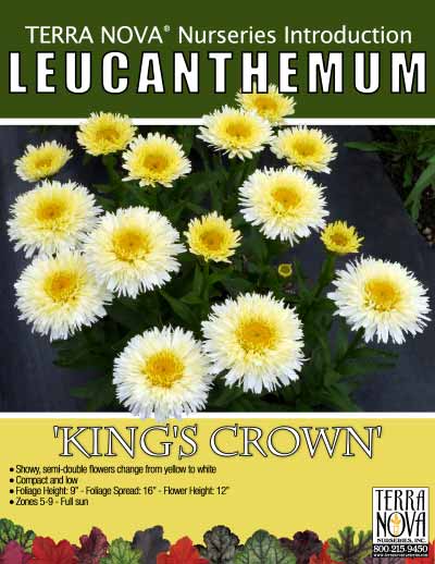 Leucanthemum 'King's Crown' - Product Profile