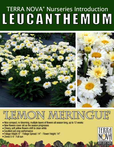 Leucanthemum 'Lemon Meringue' - Product Profile