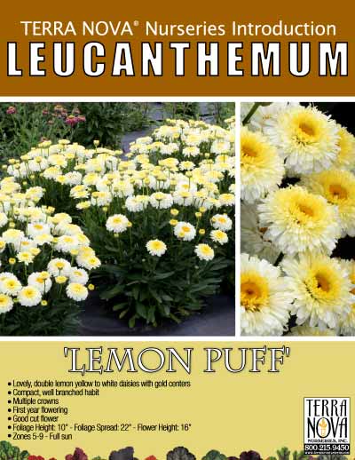 Leucanthemum 'Lemon Puff' - Product Profile