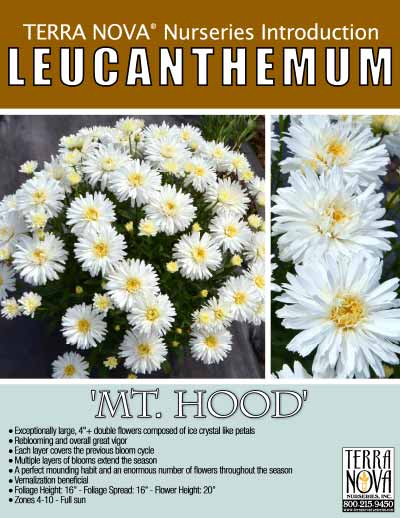 Leucanthemum 'Mt. Hood' - Product Profile