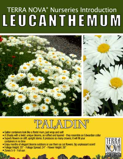 Leucanthemum 'Paladin' - Product Profile
