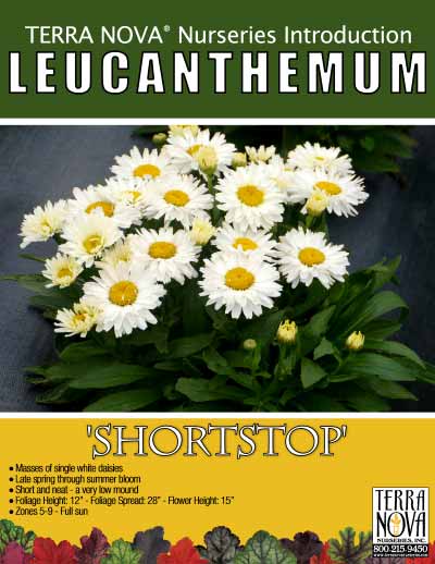 Leucanthemum 'Shortstop' - Product Profile