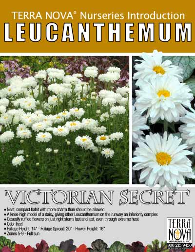 Leucanthemum 'Victorian Secret' - Product Profile