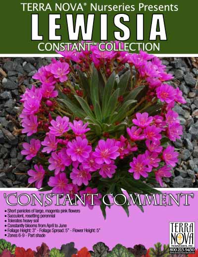 Lewisia 'Constant Comment' - Product Profile