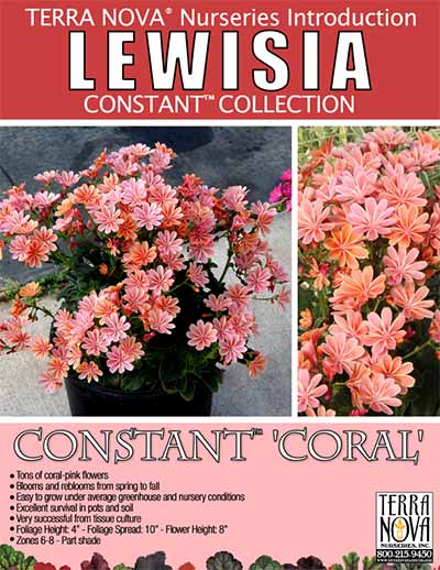 Lewisia CONSTANT™ 'Coral' - Product Profile