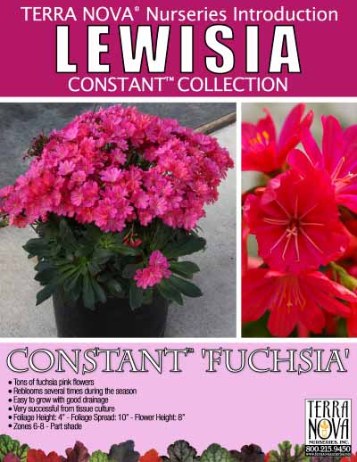 Lewisia CONSTANT™ Fuchsia - Product Profile
