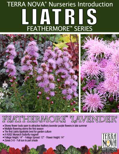 Liatris FEATHERMORE™ 'Lavender' - Product Profile