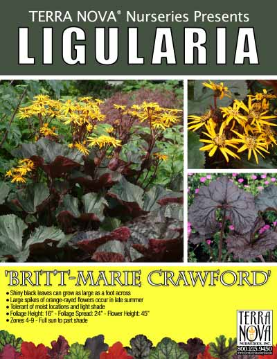 Ligularia 'Britt-Marie Crawford' - Product Profile