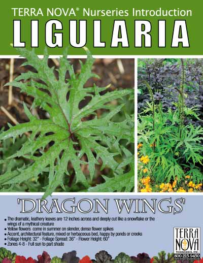 Ligularia 'Dragon Wings' - Product Profile