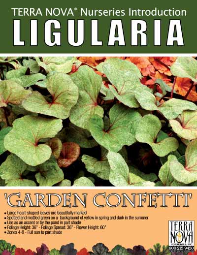 Ligularia 'Garden Confetti' - Product Profile