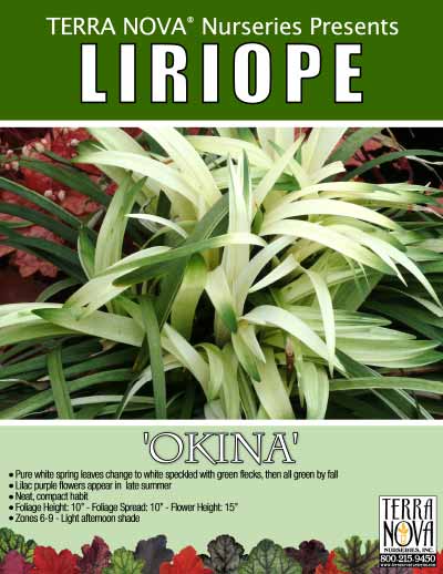 Liriope 'Okina' - Product Profile