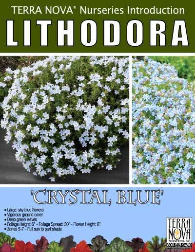 Lithodora 'Crystal Blue' - Product Profile