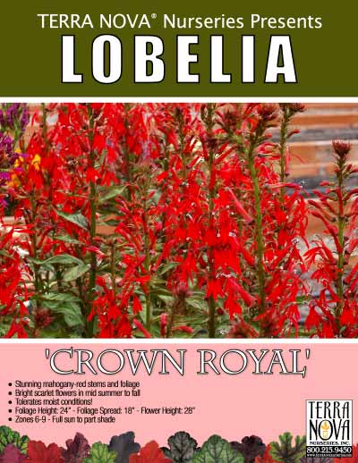 Lobelia 'Crown Royal' - Product Profile