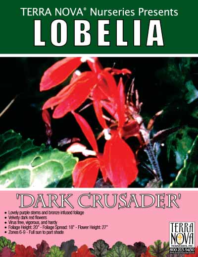 Lobelia 'Dark Crusader' - Product Profile