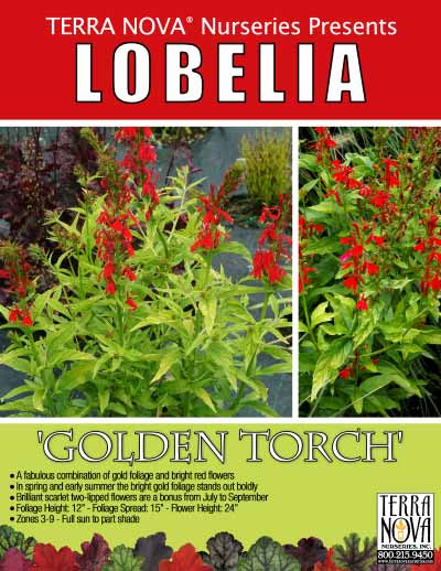 Lobelia 'Golden Torch' - Product Profile