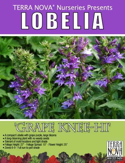 Lobelia 'Grape Knee-Hi' - Product Profile