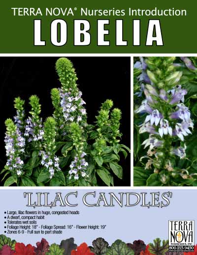 Lobelia 'Lilac Candles' - Product Profile