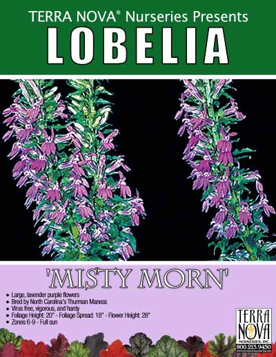 Lobelia 'Misty Morn' - Product Profile