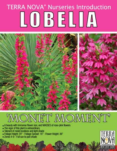 Lobelia 'Monet Moment' - Product Profile