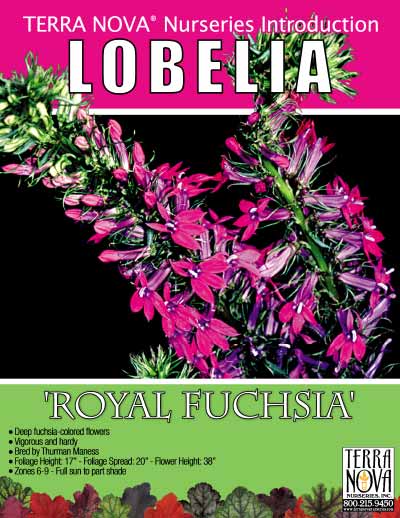 Lobelia 'Royal Fuchsia' - Product Profile
