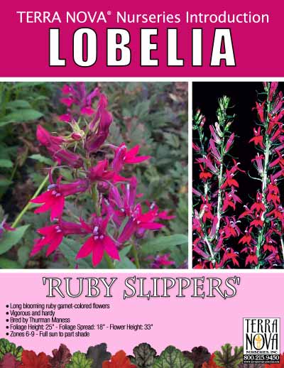 Lobelia 'Ruby Slippers' - Product Profile